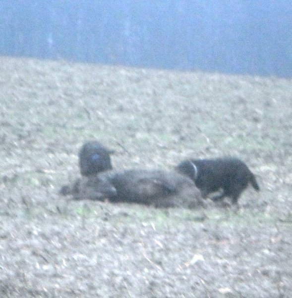 Cora des monts d'argonne